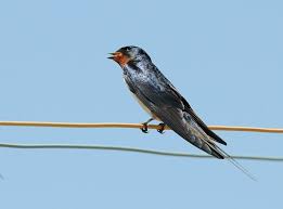 Attēlu rezultāti vaicājumam “Hirundo rustica adult”
