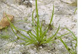 Attēlu rezultāti vaicājumam “Cyperus fuscus”