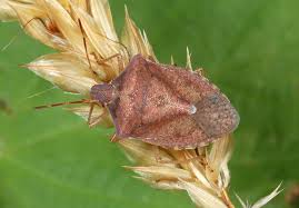 Attēlu rezultāti vaicājumam “Pentatomidae”