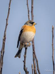 Image result for Fringilla montifringilla