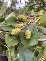 Attēlu rezultāti vaicājumam “Alnus glutinosa fruit”