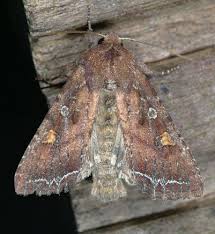 Attēlu rezultāti vaicājumam “Lacanobia oleracea”