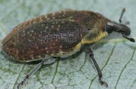 Attēlu rezultāti vaicājumam “Larinus sp.”