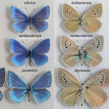 Attēlu rezultāti vaicājumam “Agrodiaetus damon underside”