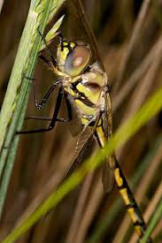 Attēlu rezultāti vaicājumam “Cordulidae”