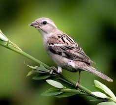 Attēlu rezultāti vaicājumam “Passer domesticus”
