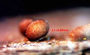 Attēlu rezultāti vaicājumam “Hemitrichia karstenii”