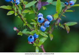 Attēlu rezultāti vaicājumam “Vaccinium angustifolium”