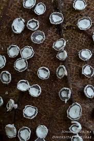 Attēlu rezultāti vaicājumam “Diderma hemisphaericum”