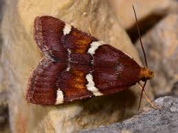 Attēlu rezultāti vaicājumam “Pyralis regalis”