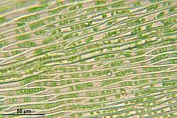 Attēlu rezultāti vaicājumam “Brachythecium rutabulum sporophyte”