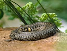 Image result for Ringelnatter