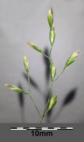 Attēlu rezultāti vaicājumam “Poa palustris”