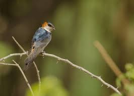 Image result for Cecropis daurica