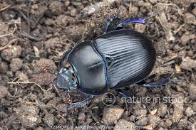 Attēlu rezultāti vaicājumam “Geotrupes stercorarius”