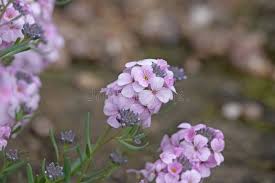 Attēlu rezultāti vaicājumam “Hesperis matronalis bud”