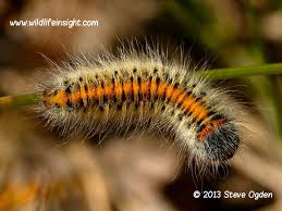 Attēlu rezultāti vaicājumam “Lasiocampa trifolii male”