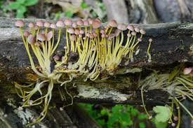 Attēlu rezultāti vaicājumam “Mycena renati”