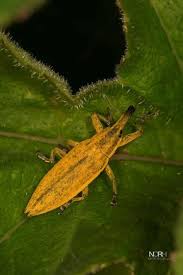 Attēlu rezultāti vaicājumam “Lixus iridis”