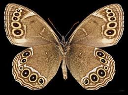 Attēlu rezultāti vaicājumam “Lopinga achine”