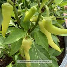 Afbeeldingsresultaat voor hungarian sweet white sweet pepper