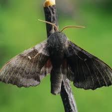 Attēlu rezultāti vaicājumam “Laothoe populi imago”