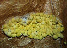 Attēlu rezultāti vaicājumam “Physarum conglomeratum spores”