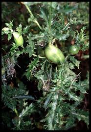 Attēlu rezultāti vaicājumam “Urophora cardui”