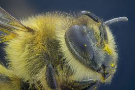 Attēlu rezultāti vaicājumam “Craterium leucocephalum macro”