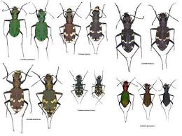 Attēlu rezultāti vaicājumam “Cicindela sylvatica imago”