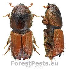 Attēlu rezultāti vaicājumam “Retinia resinella”