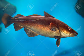 Image result for Gadus morhua