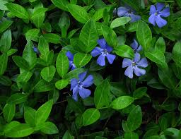 Attēlu rezultāti vaicājumam “Vinca minor leaf”