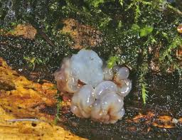 Attēlu rezultāti vaicājumam “Exidia repanda”