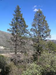 Attēlu rezultāti vaicājumam “Pseudotsuga menziesii var. glauca”