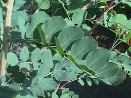 Image result for Colutea x media (arborescens x orientalis)