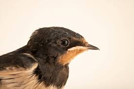 Attēlu rezultāti vaicājumam “Hirundo rustica”