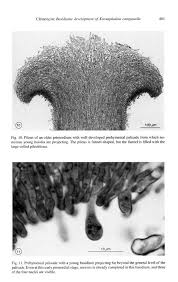 Attēlu rezultāti vaicājumam “Lamproderma nigrescens young”