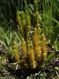 Attēlu rezultāti vaicājumam “Huperzia selago”