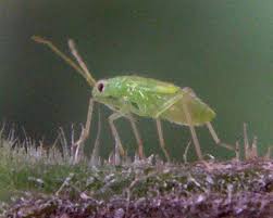 Attēlu rezultāti vaicājumam “Dicyphus nymph”