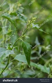 Attēlu rezultāti vaicājumam “Atriplex patula fruit”