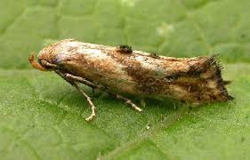 Attēlu rezultāti vaicājumam “Epermenia falciformis”