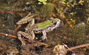 Attēlu rezultāti vaicājumam “Pelophylax juvenile”