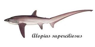 Image result for Alopias superciliosus