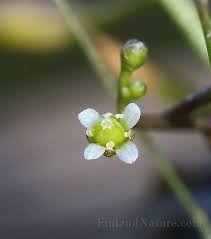 Attēlu rezultāti vaicājumam “Subularia aquatica”
