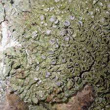 Attēlu rezultāti vaicājumam “Physconia distorta”