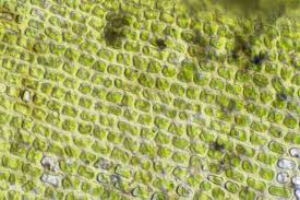 Attēlu rezultāti vaicājumam “Orthotrichum speciosum”