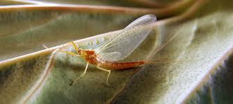 Attēlu rezultāti vaicājumam “Ephemeroptera”