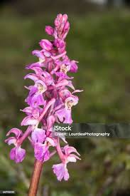 Attēlu rezultāti vaicājumam “Orchis mascula flower”