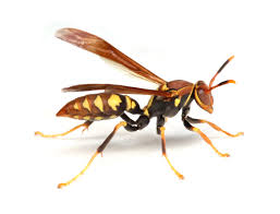 Attēlu rezultāti vaicājumam “Polistes”